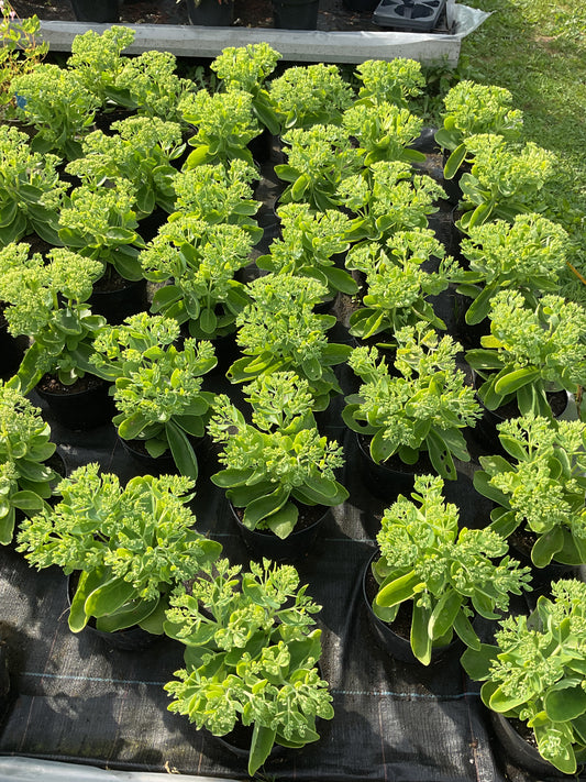 Sedum telephium ‘Herbstfreude’ P17