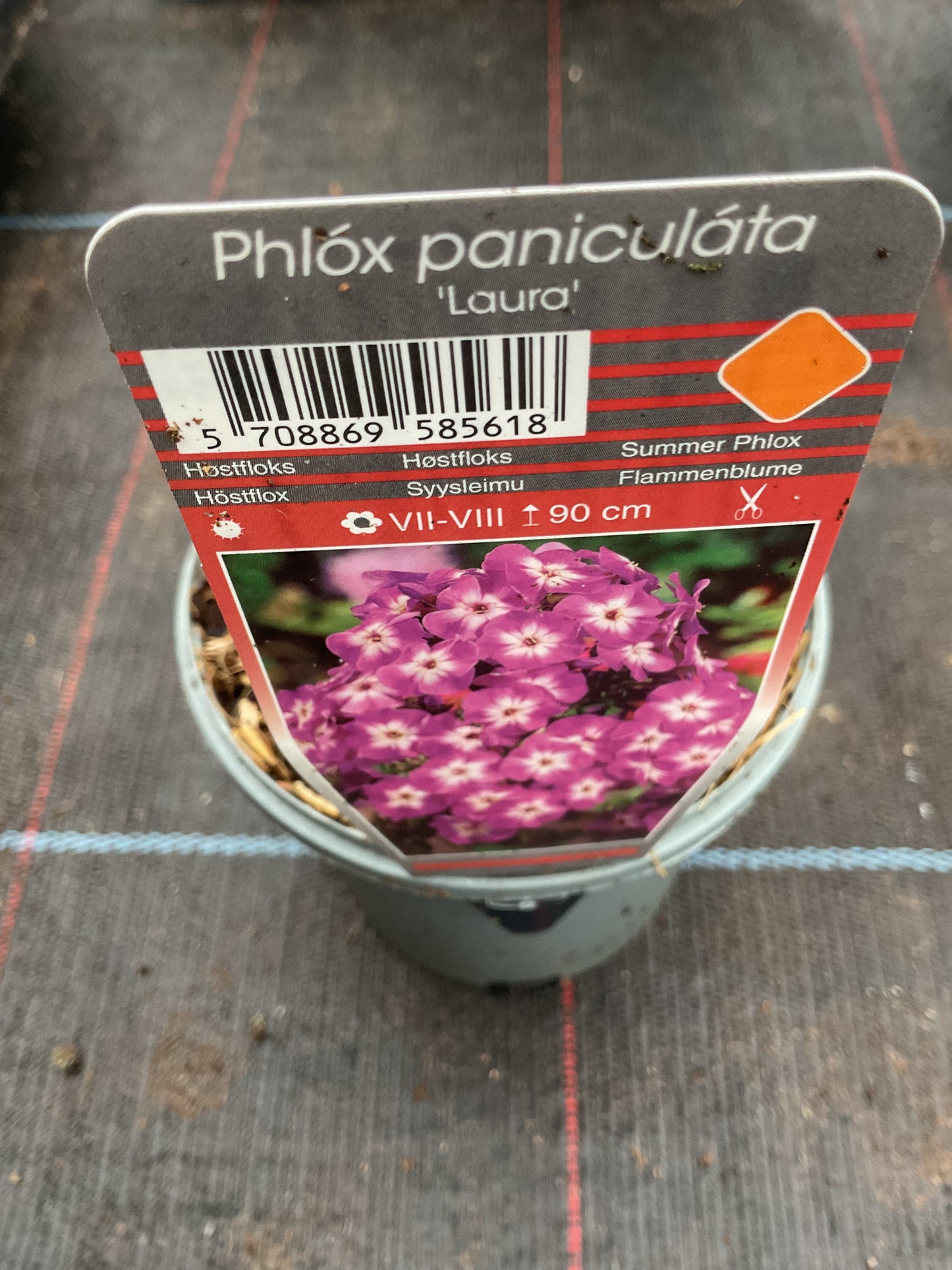 Phlox paniculata ‘Laura’ P11
