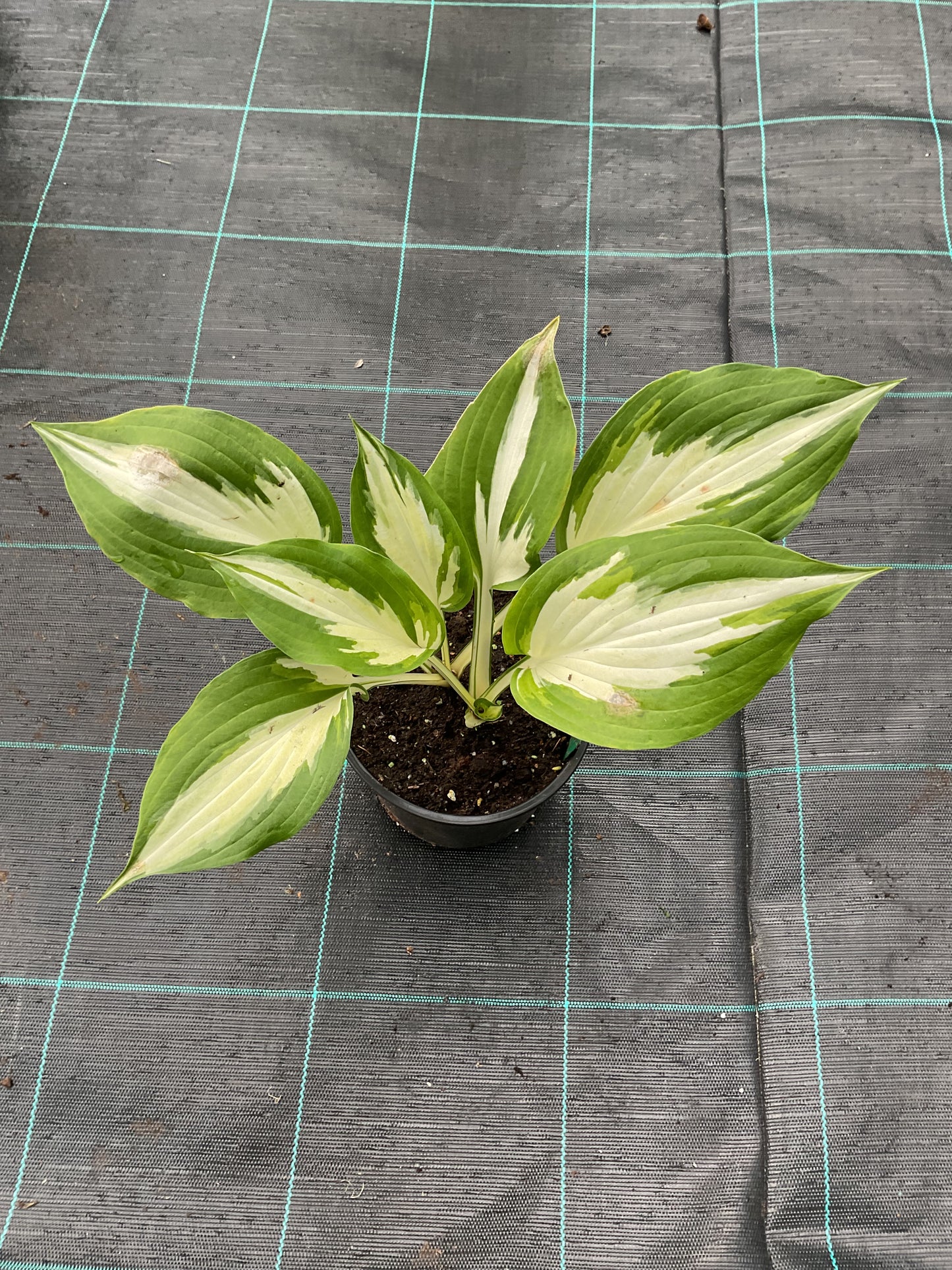 Hosta ‘Christmas Candy’