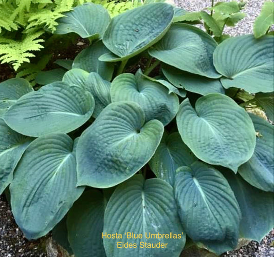 Hosta ‘Blue Umbrellas’