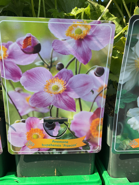 Anemone hupehensis ‘Praecox’ P11x11