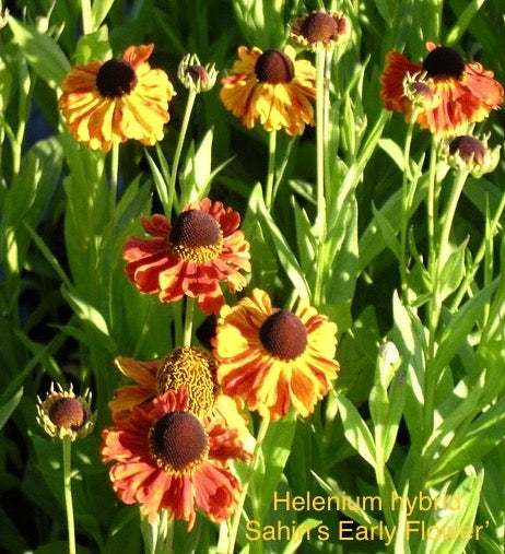 Helenium hyb. ‘Sahin’s Early Flowerer’