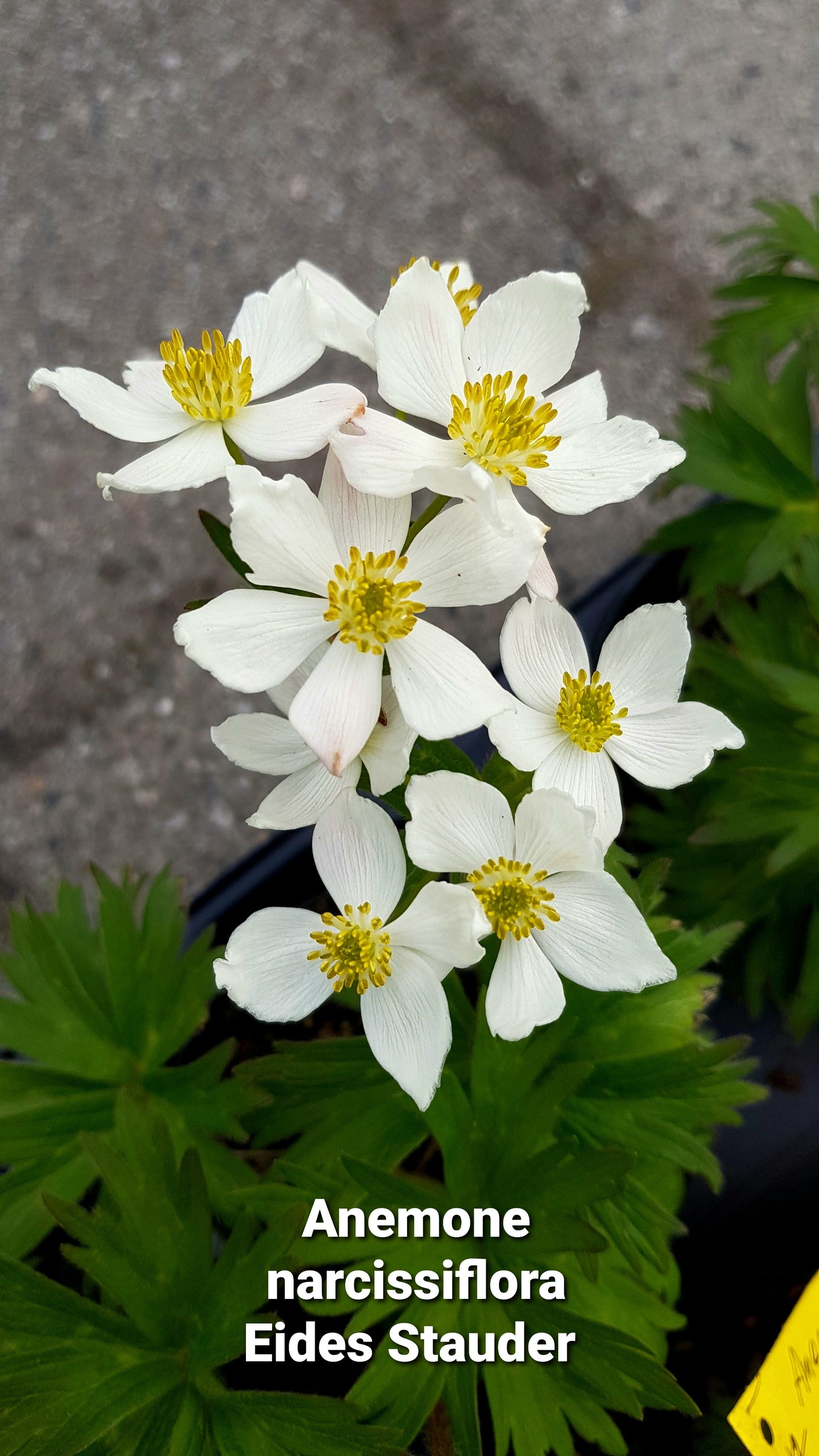 Anemone narcissiflora