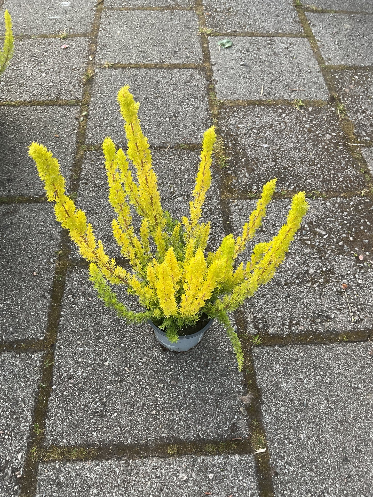 Erica arborea ‘Alberts Gold’ P11