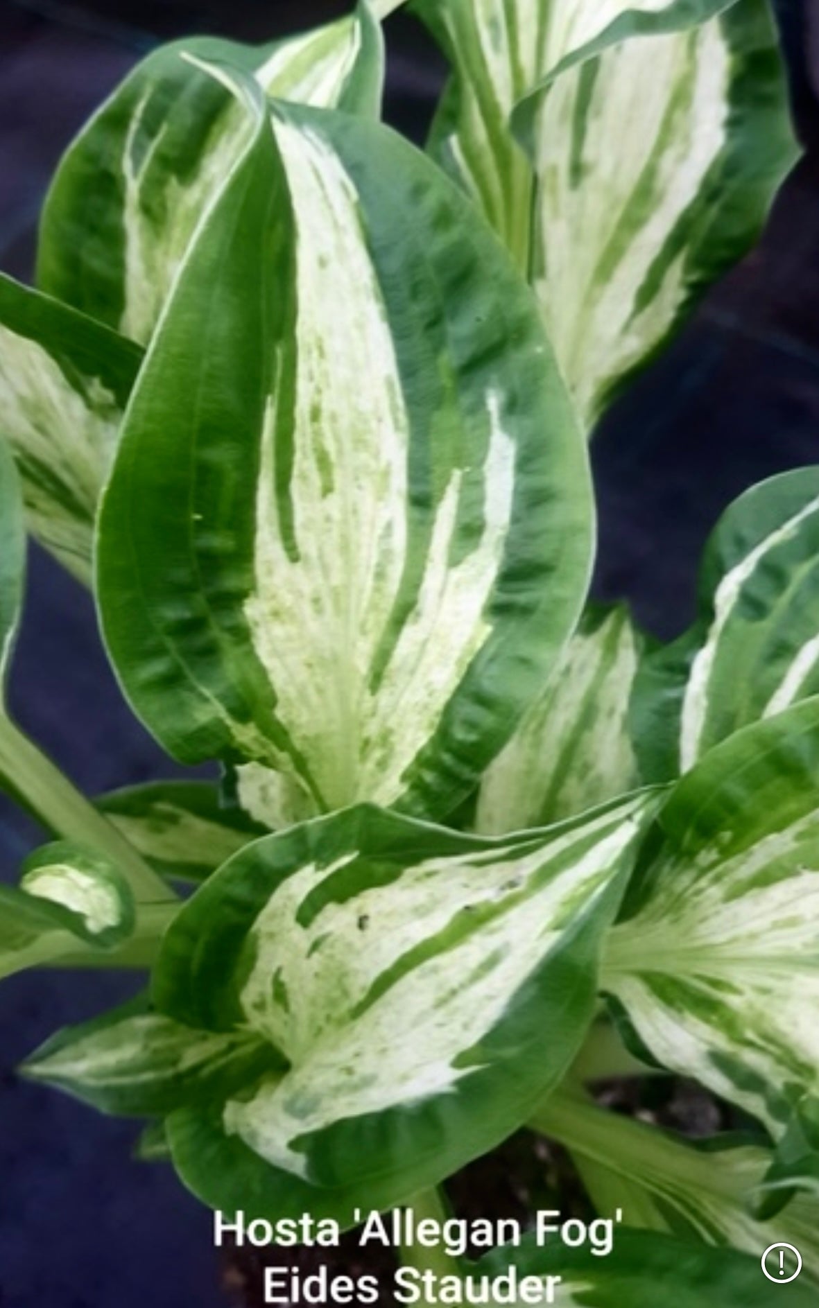 Hosta ‘Allegan Fog’