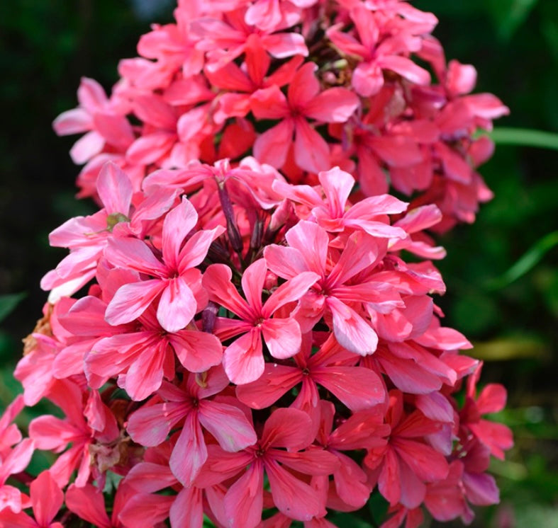 Phlox paniculata ‘Cleopatra’ P9x9