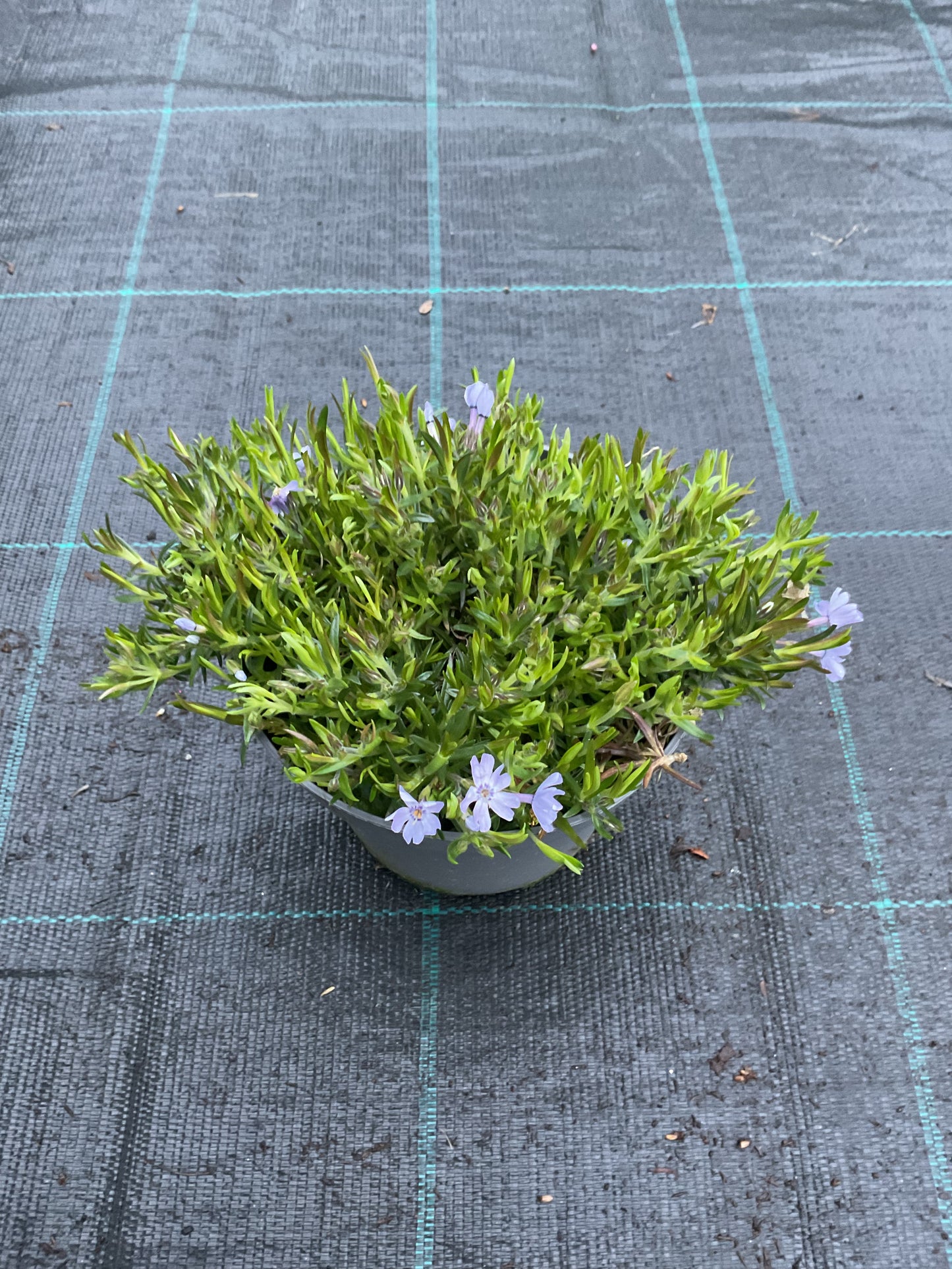 Phlox subulata ‘Emerald Cushion Blue’ P12
