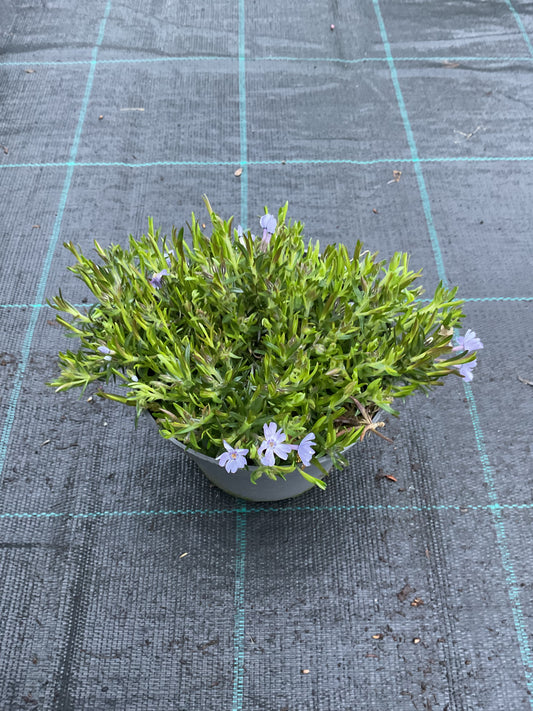 Phlox subulata ‘Emerald Cushion Blue’ P12