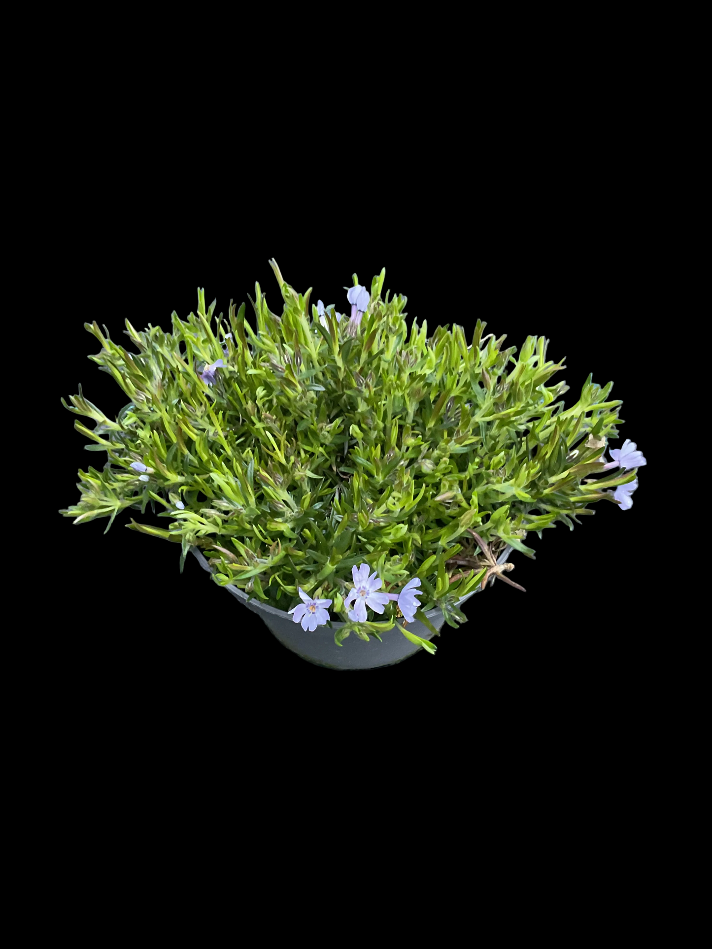Phlox subulata ‘Emerald Cushion Blue’ P12