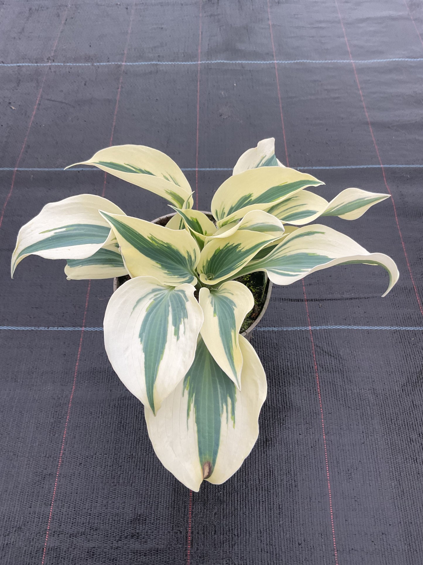 Hosta ‘Great Escape’ P15