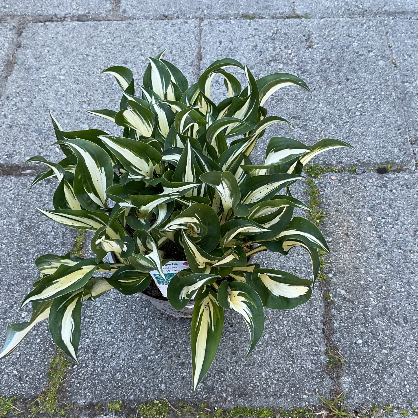 Hosta ‘Hideout’ P15