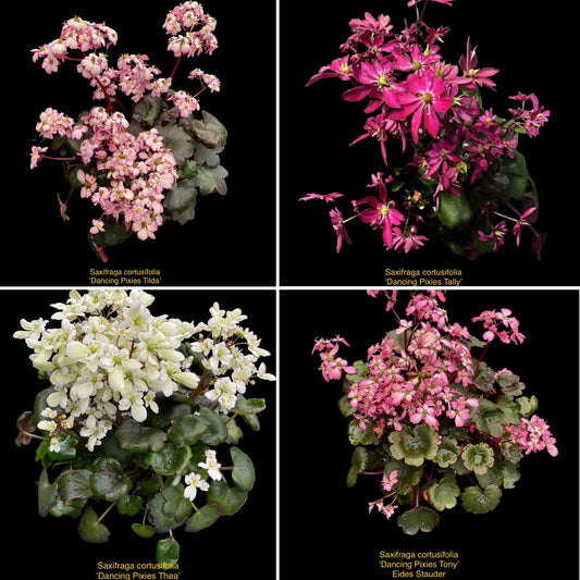 Saxifraga ‘Dancing Pixies’ Kolleksjon av 4 stk