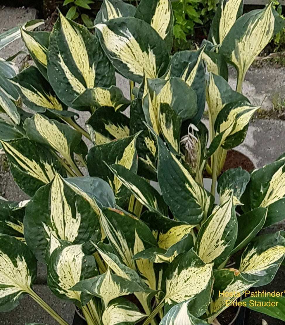 Hosta ‘Pathfinder’