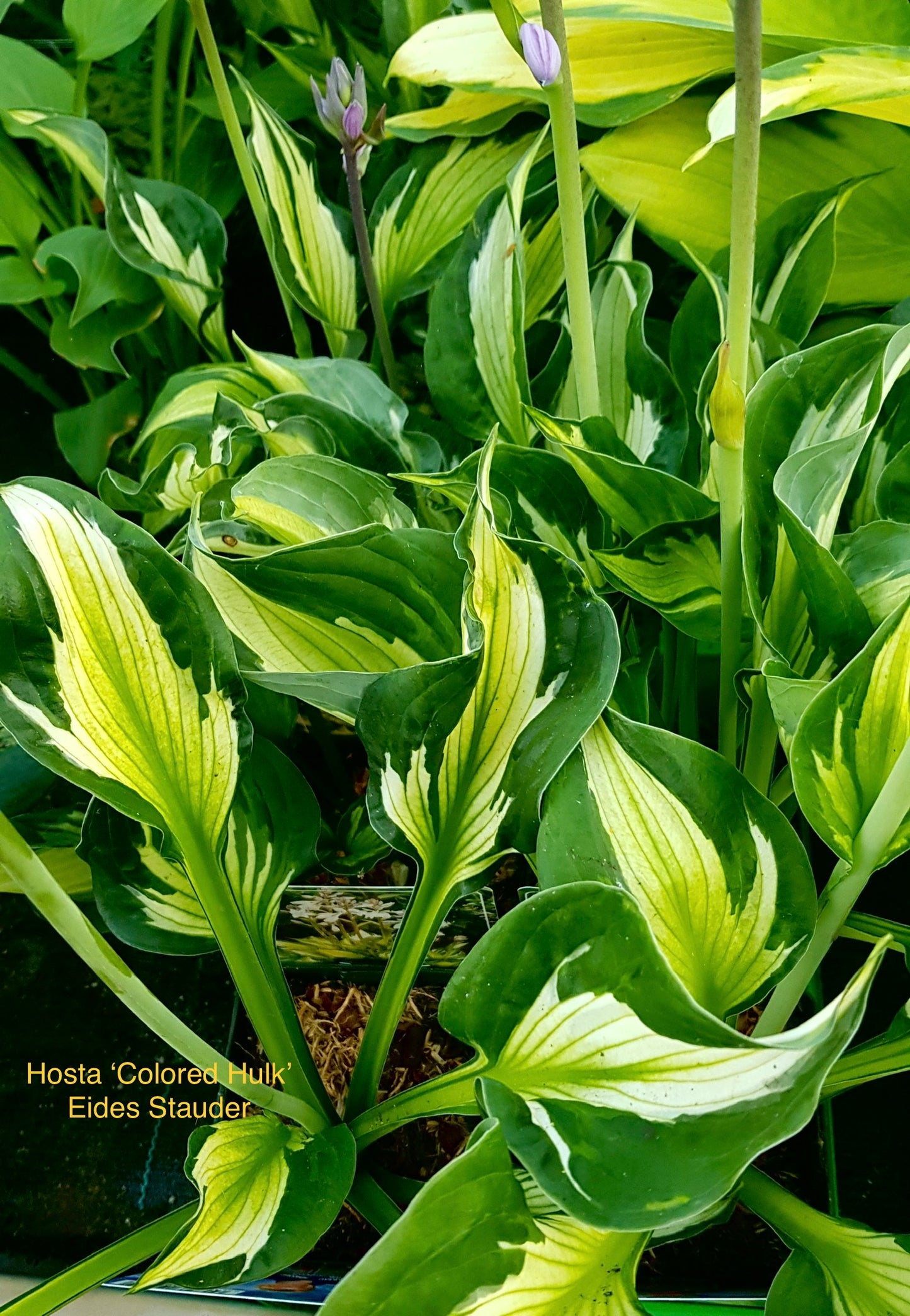 Hosta ‘Colored Hulk’