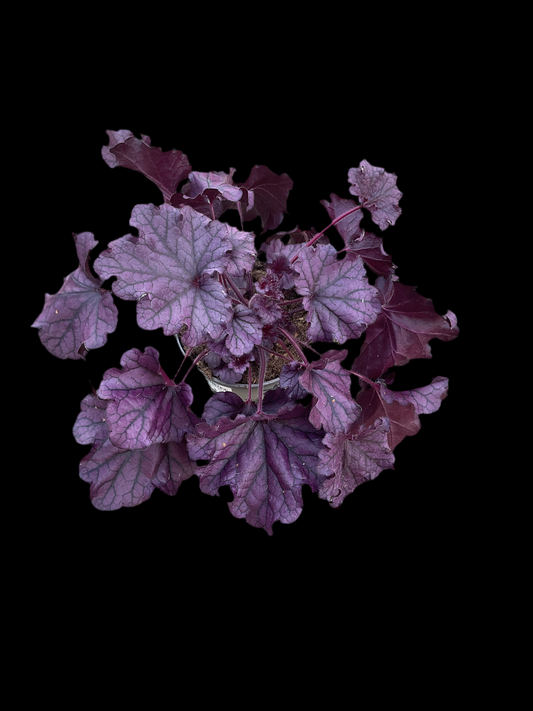 Heuchera ‘Forever Purple’ P15