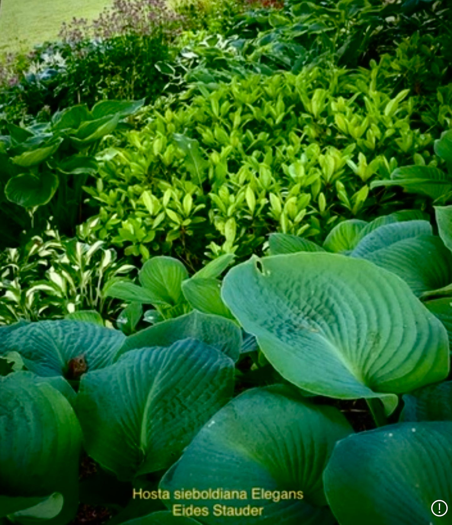 Hosta sieboldiana ‘Elegans’