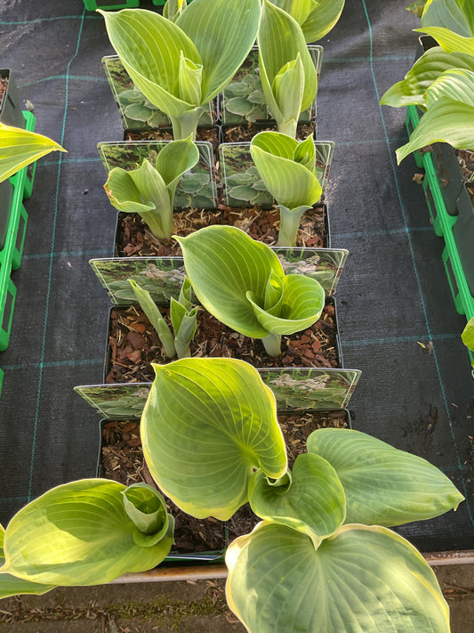 Hosta ‘Pizzazz’ P11x11