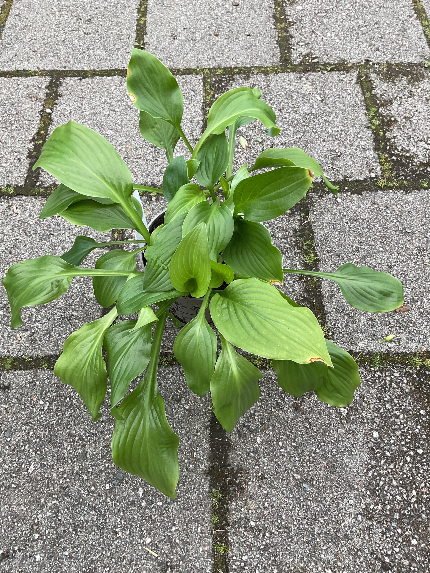 Hosta ‘Honeybells’ P15