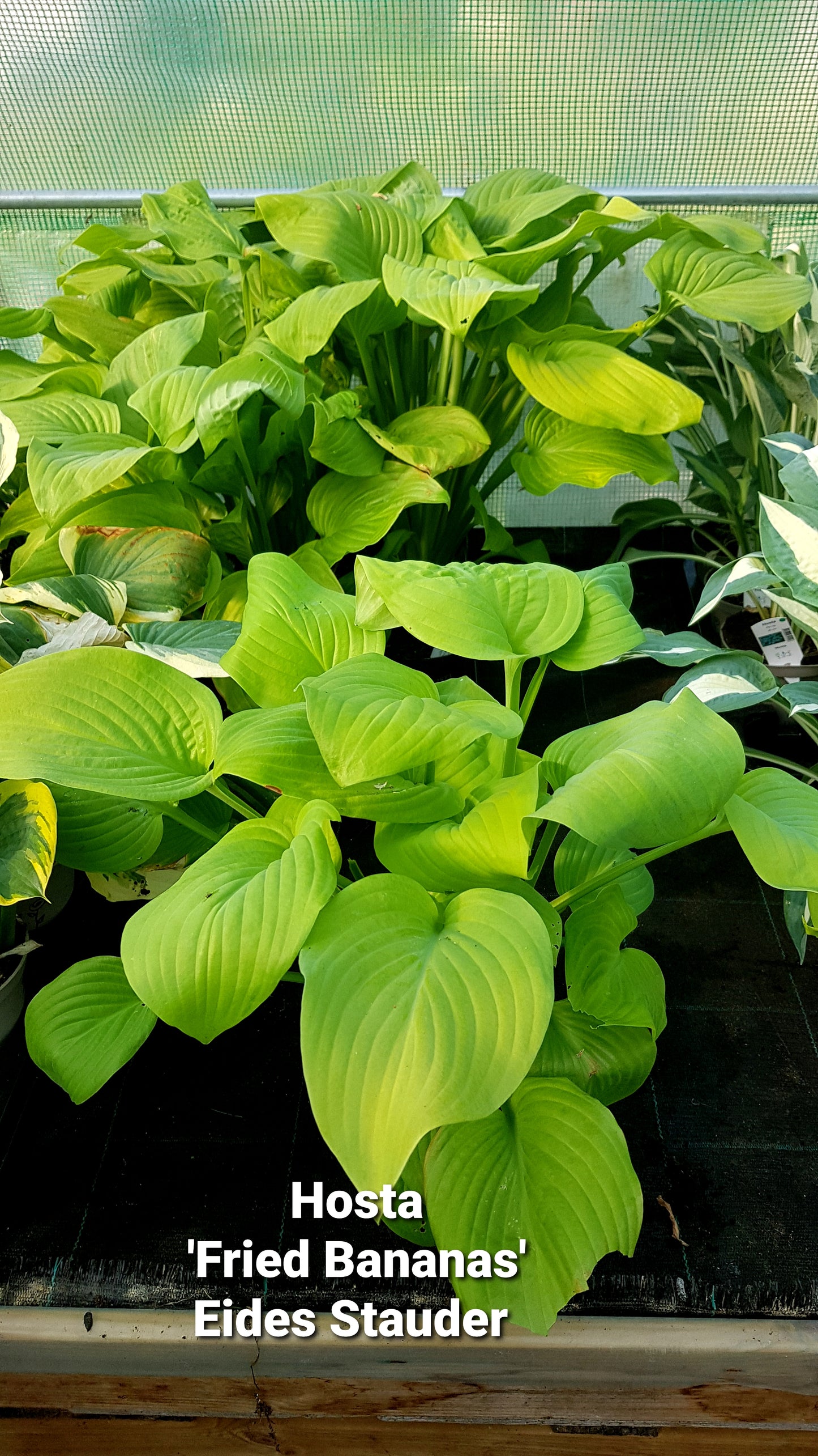 Hosta ‘Fried Bananas’