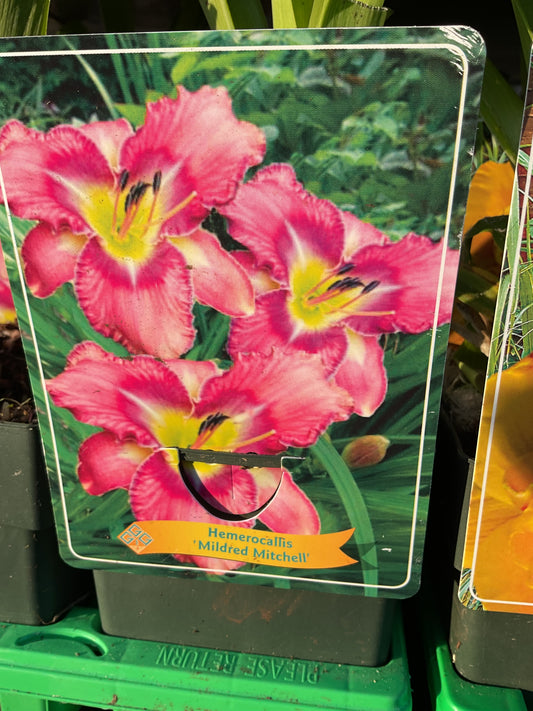 Hemerocallis ‘Mildred Mitchell’