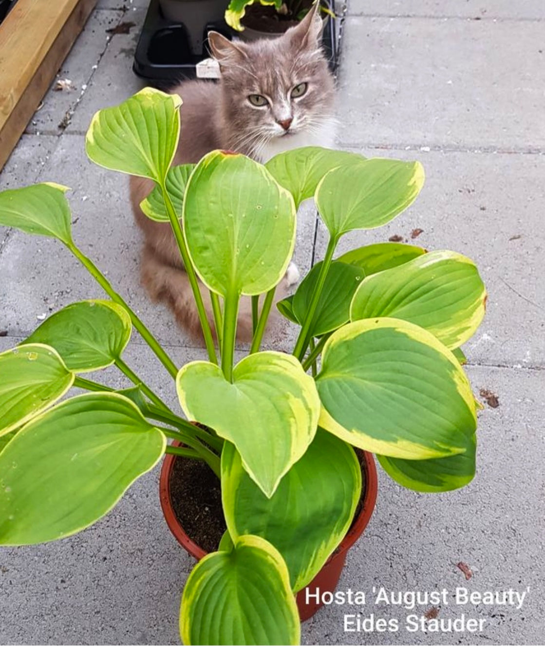 Hosta ‘August Beauty’