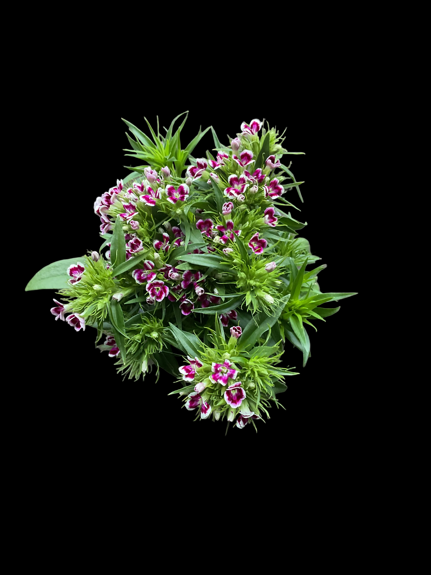 Dianthus barbatus mix P13