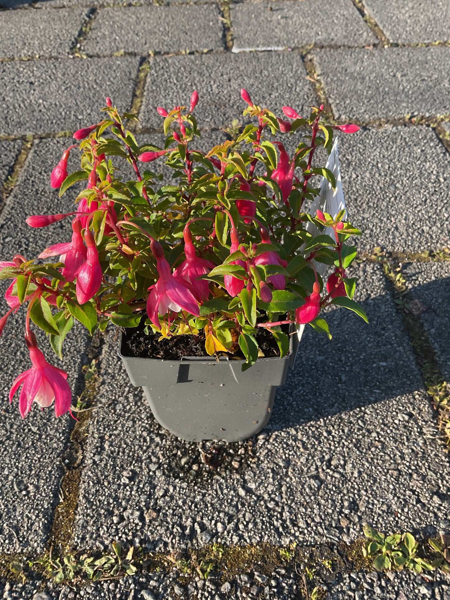 Fuchsia hybrid ‘Lady Thumb’ P11x11