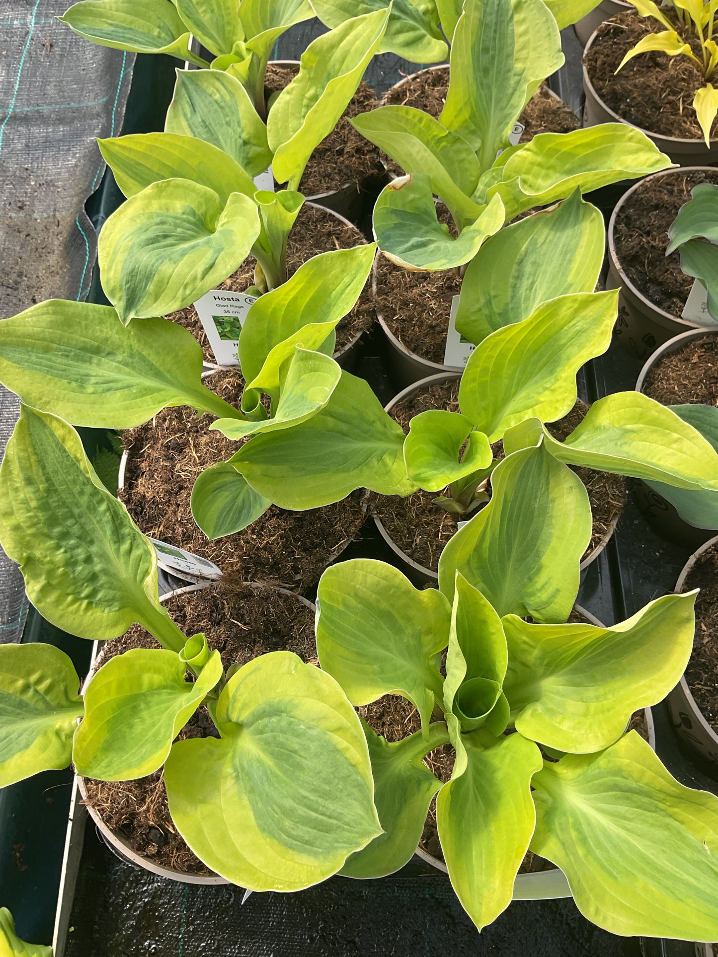 Hosta ‘Glad Rags’ P15