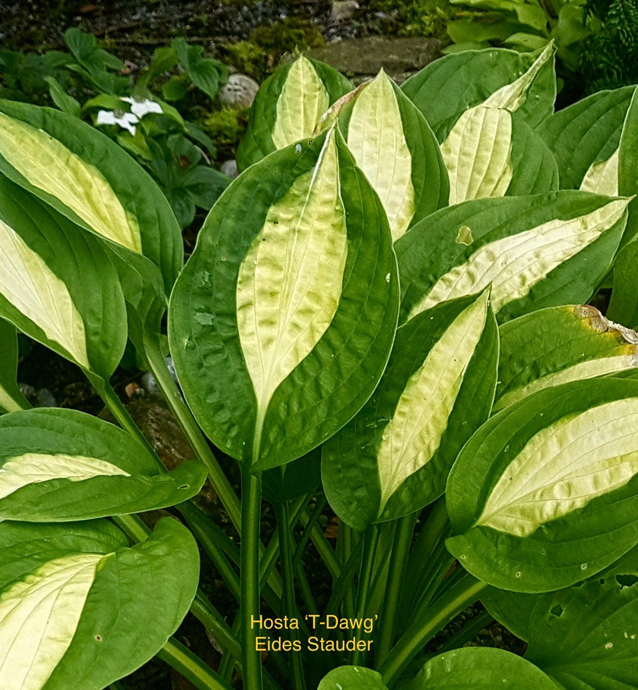 Hosta ‘T-Dawg’