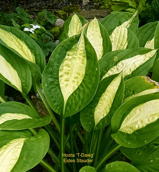 Hosta ‘T-Dawg’