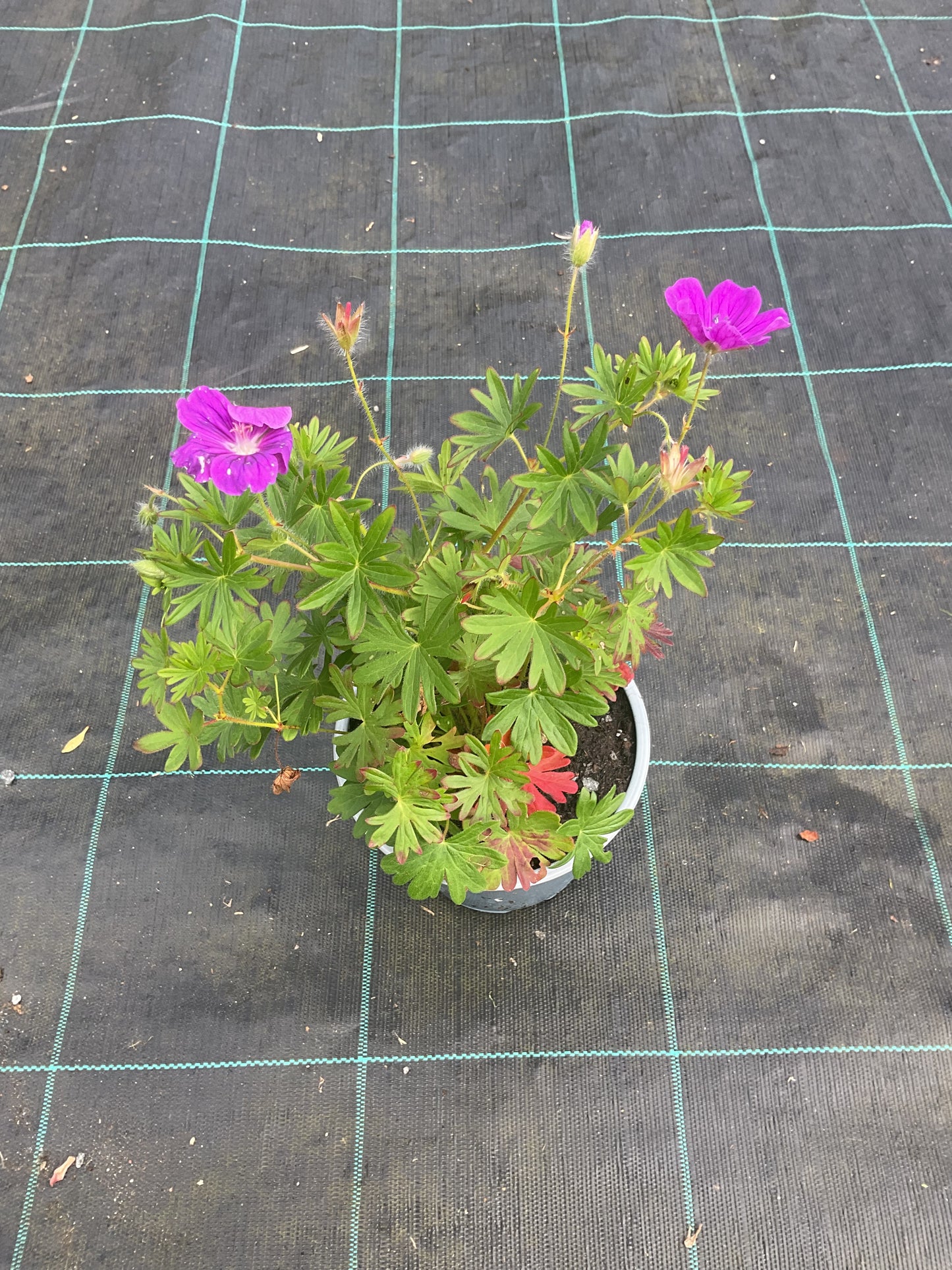 Geranium sanguineum P13
