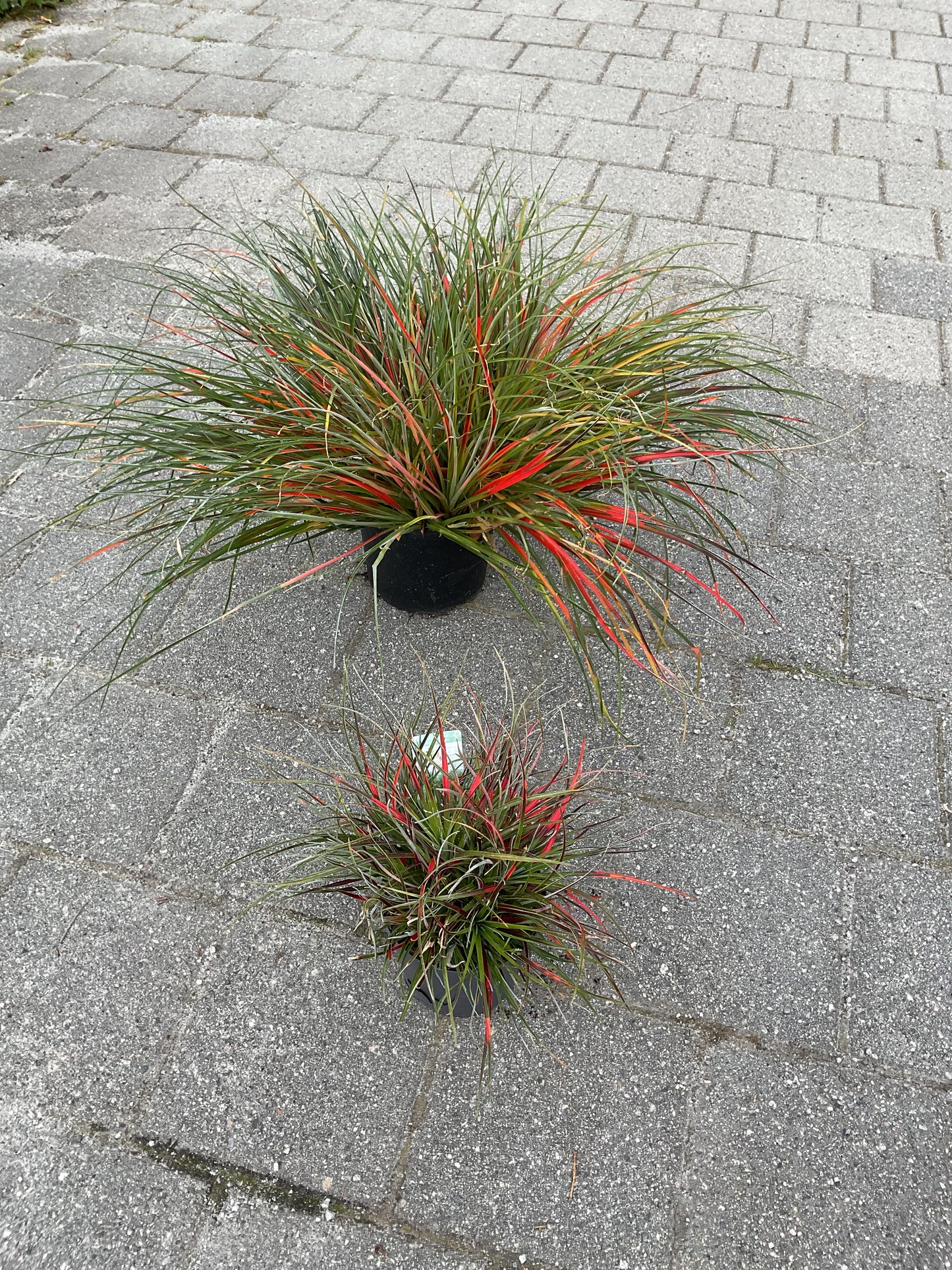 Fascicularia bicolor