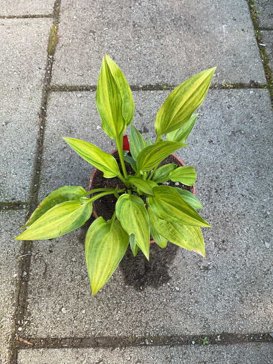 Hosta ‘Geisha’ (‘Ani Machi’)