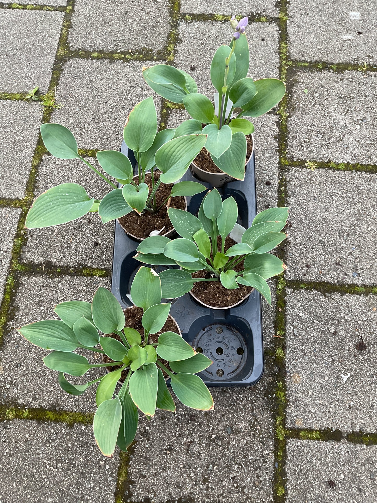 Hosta ‘Zitronenfelter’ P15