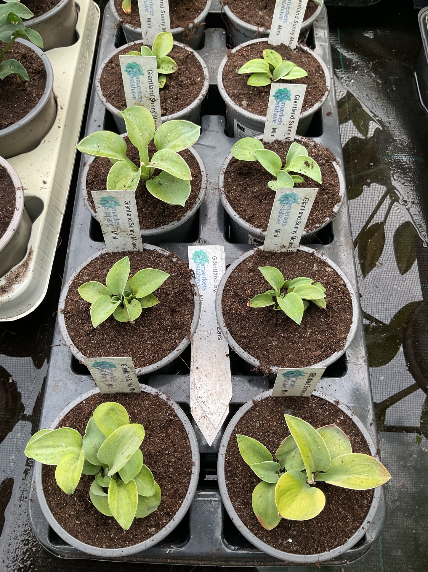 Hosta ‘Giantland Sunny Mouse Ears’