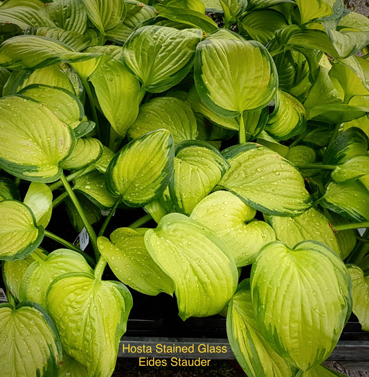 Hosta ‘Stained Glass’