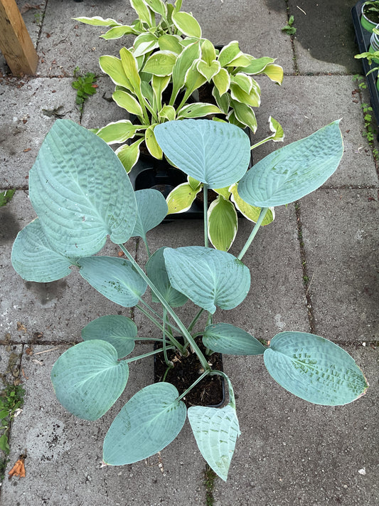 Hosta ‘Blue Hawaii’