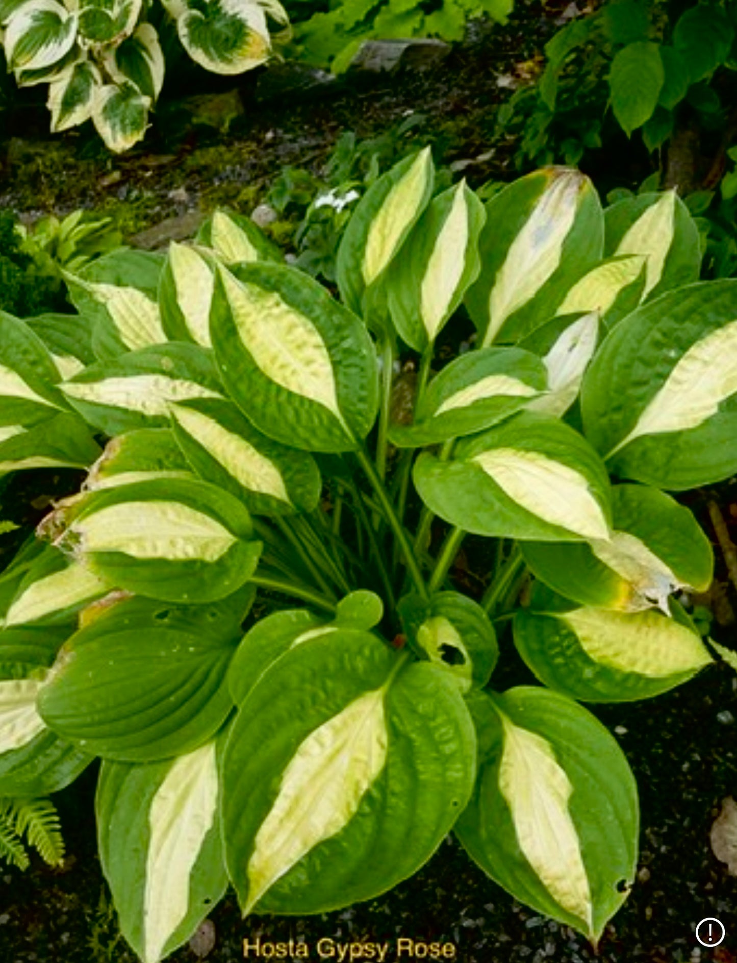 Hosta ‘Gypsy Rose’