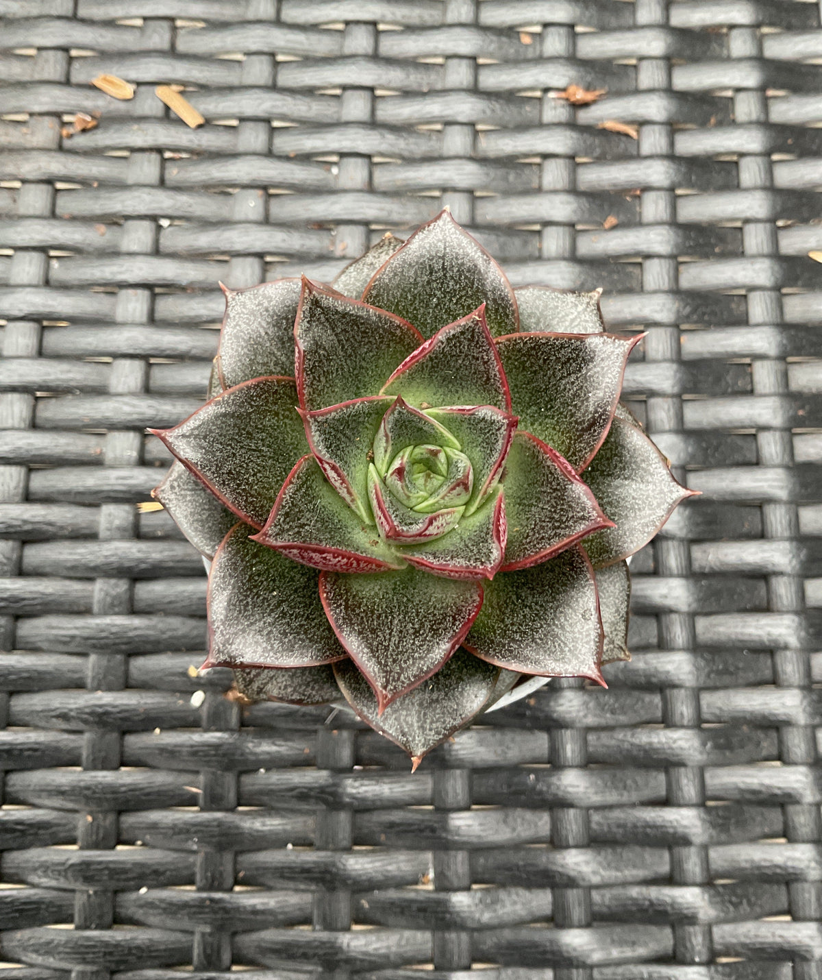 Echeveria purpusorum P6