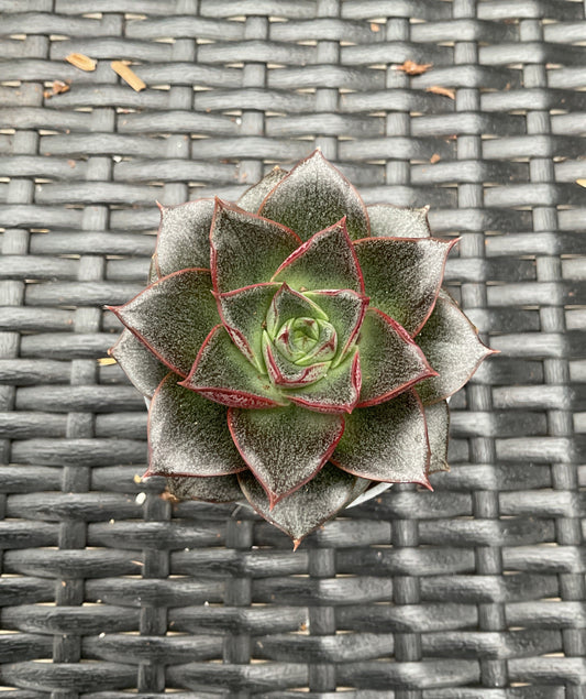 Echeveria purpusorum P6