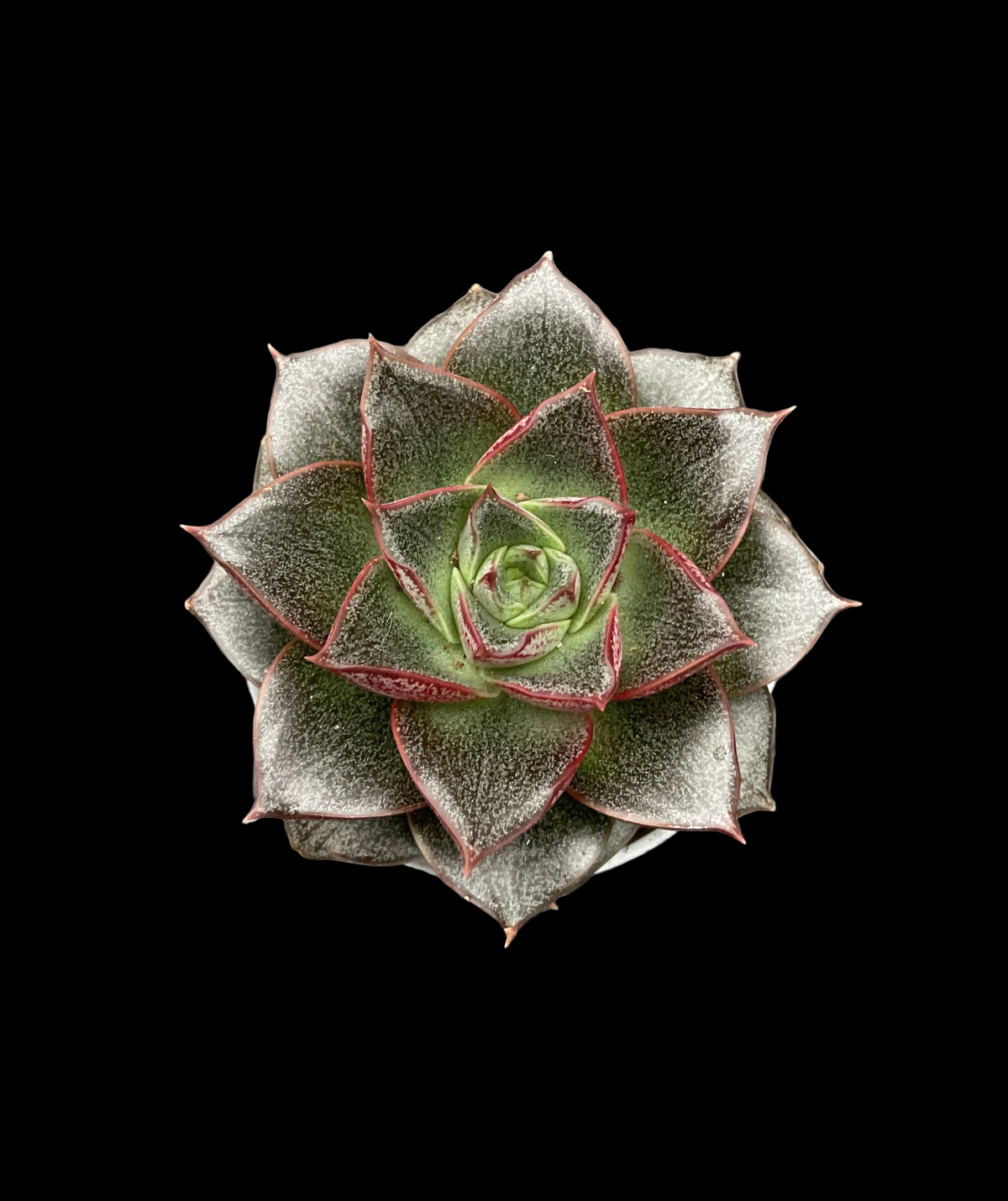 Echeveria purpusorum P6