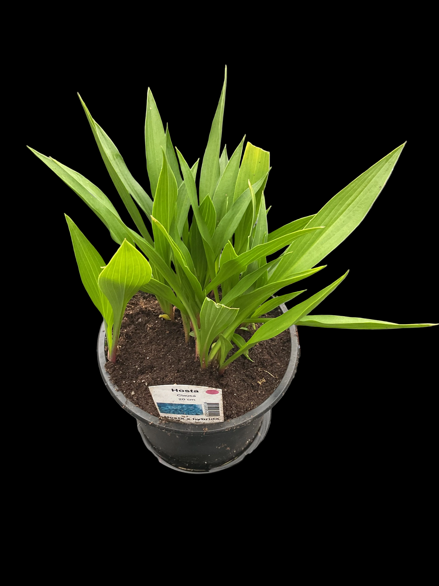 Hosta clausa