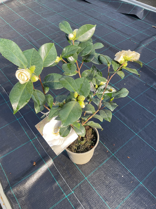 Camellia japonica ‘Shiragiku’ P15