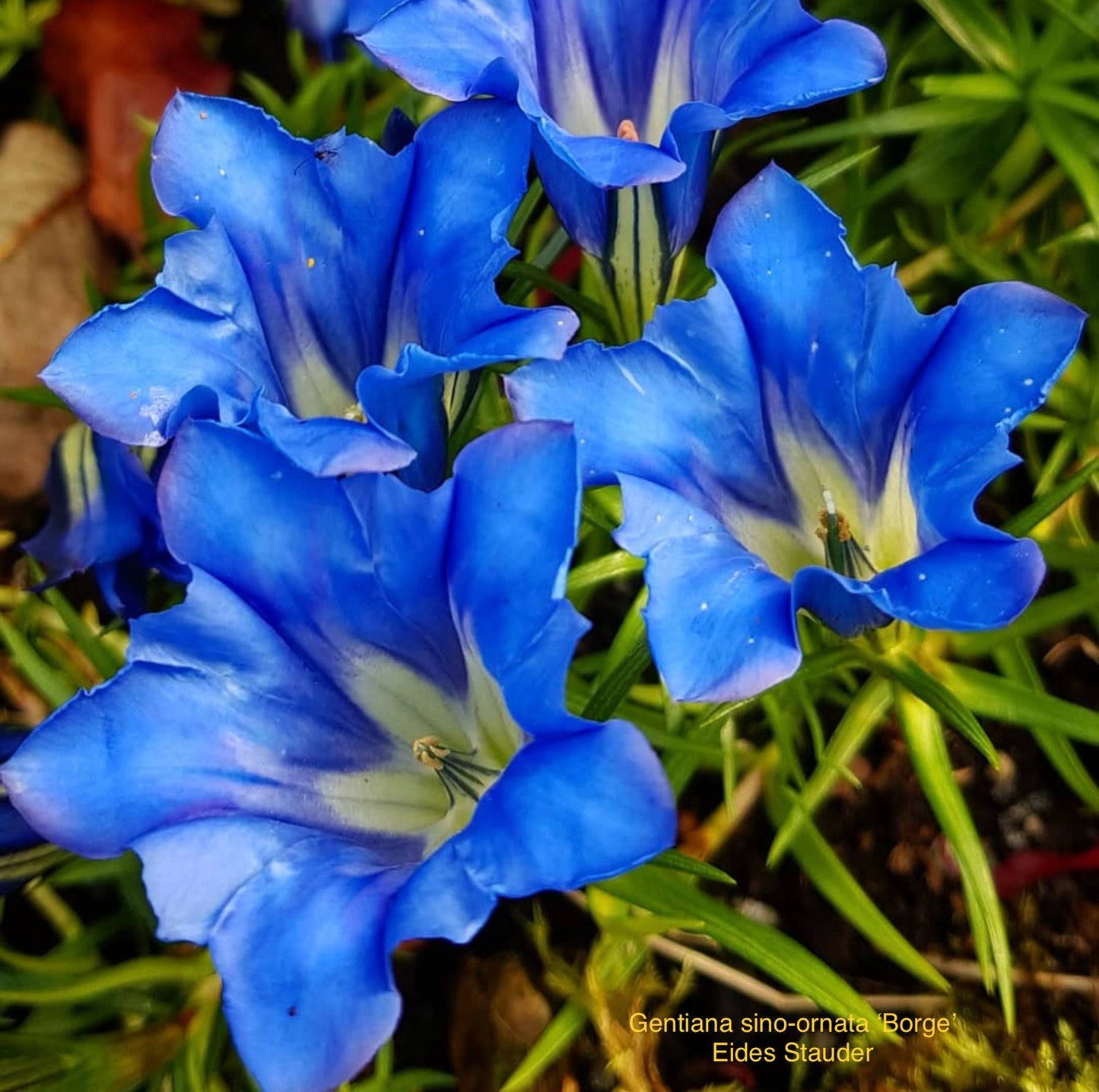 Gentiana sino-ornata ‘Borge’ P17