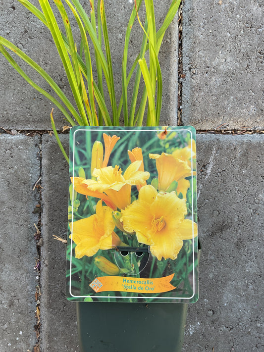 Hemerocallis ‘Stella d’Oro’ P11x11