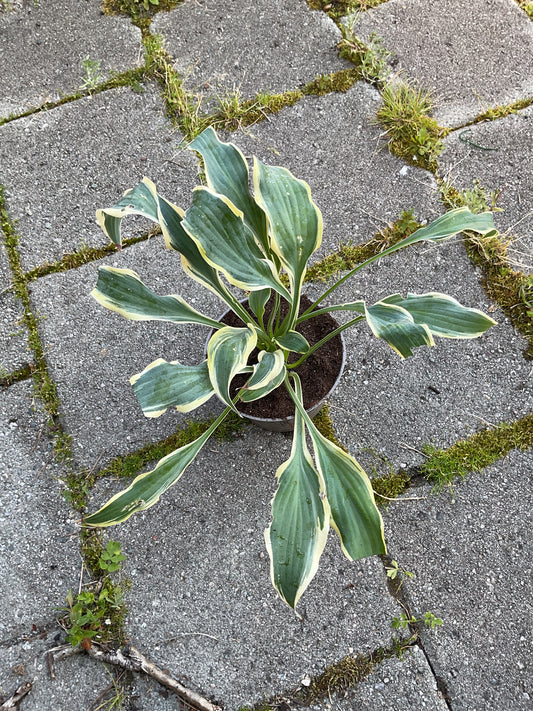 Hosta ‘Francheska’