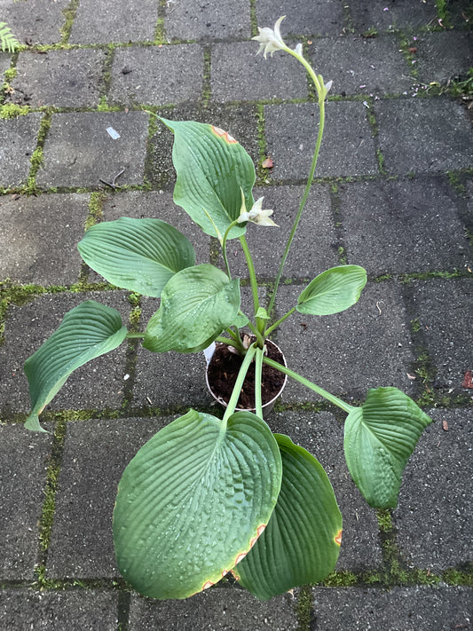 Hosta ‘Big Boy’ P15