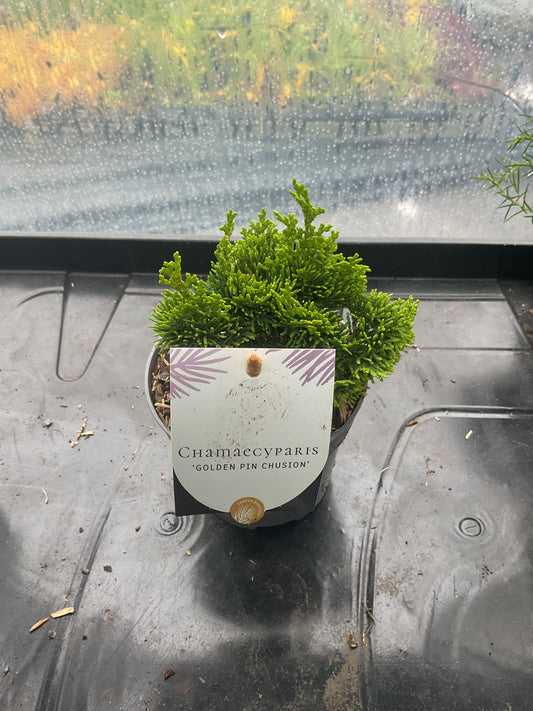 Chamaecyparis ‘Golden Pin Cushion’ P10