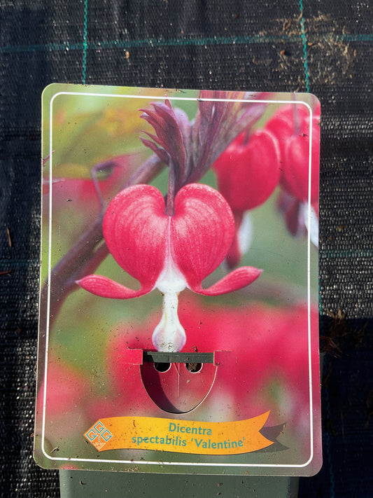 Dicentra spectabilis 'Valentine' P11x11