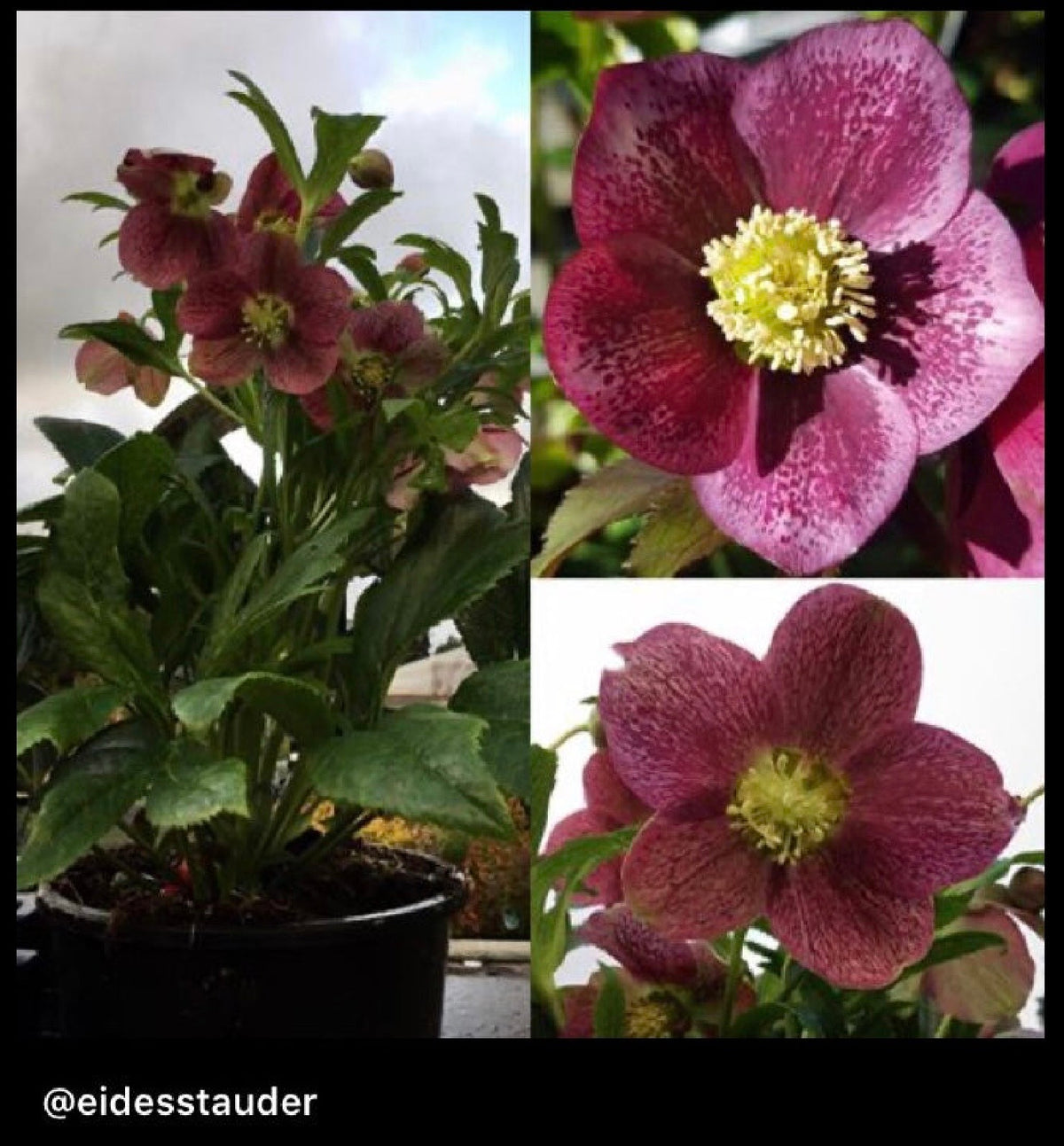 Helleborus orientalis ‘VIV Victoria’ P17